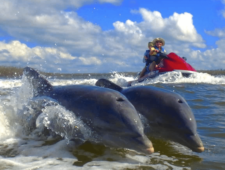 Couple on a jet ski watching two dolphins swim