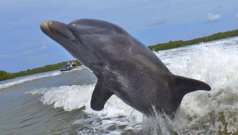 dolphin jumping while jet ski riders watch
