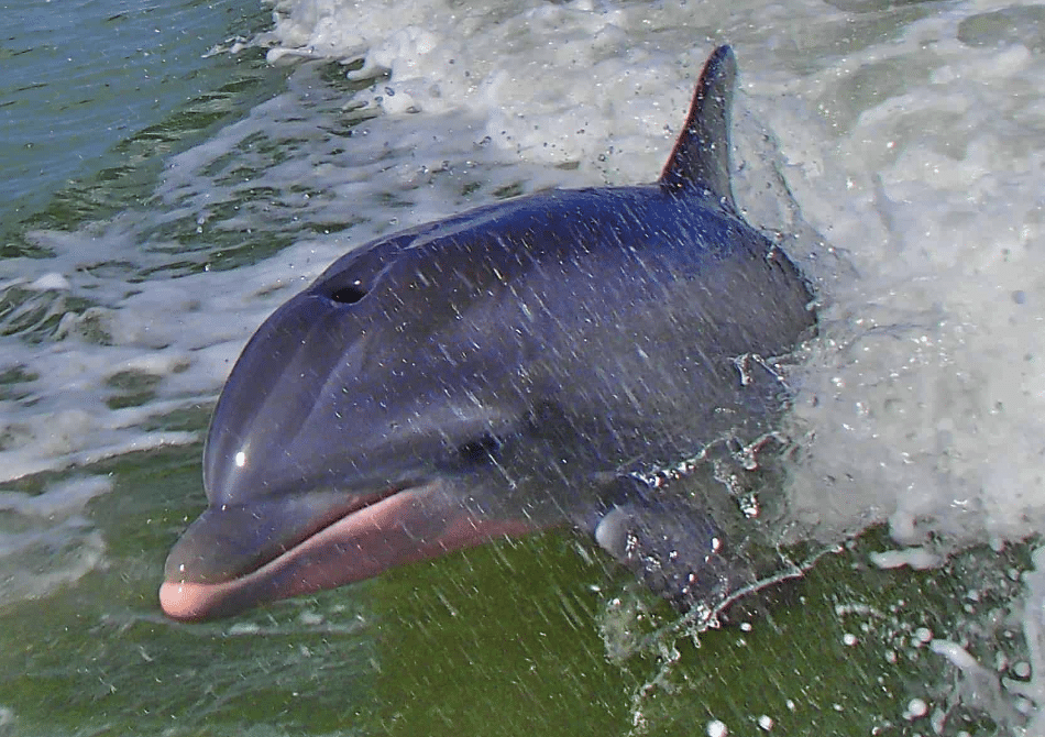 up-close with a dolphin