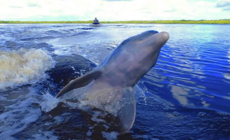 jet ski tour encounters with dolphins