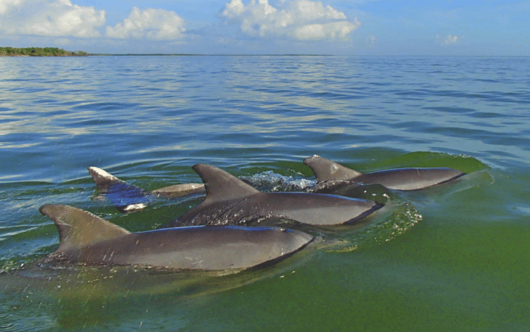 four dolphins swimming in a row