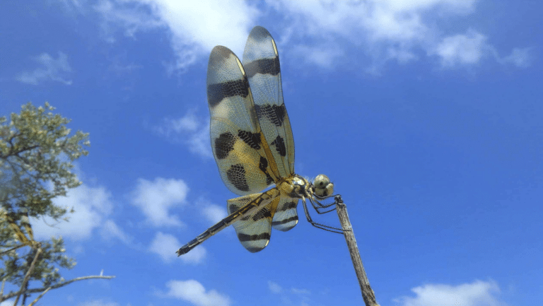 Large dragonfly