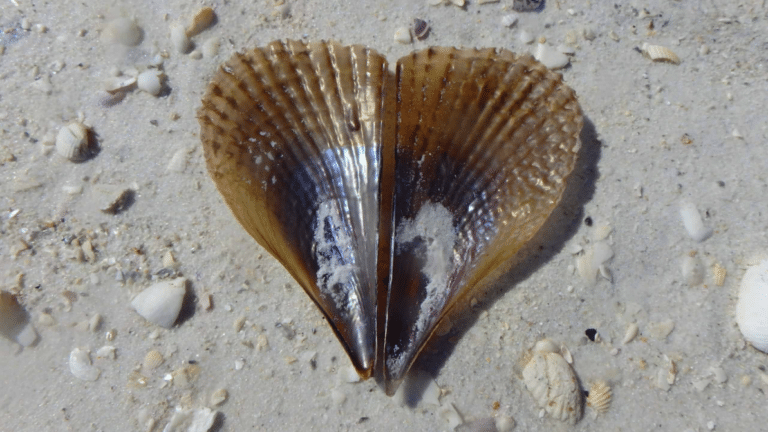Florida sea shells