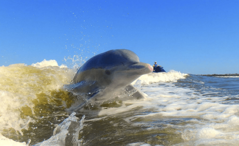 Close up of a dolphin in front of a jet ski