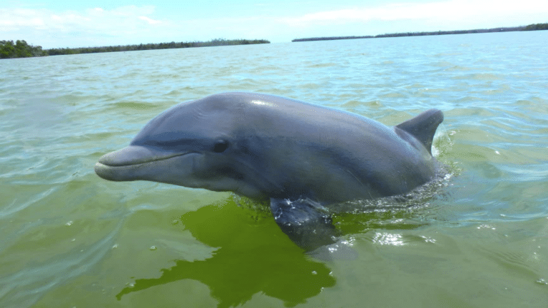 Dolphin playing in the water