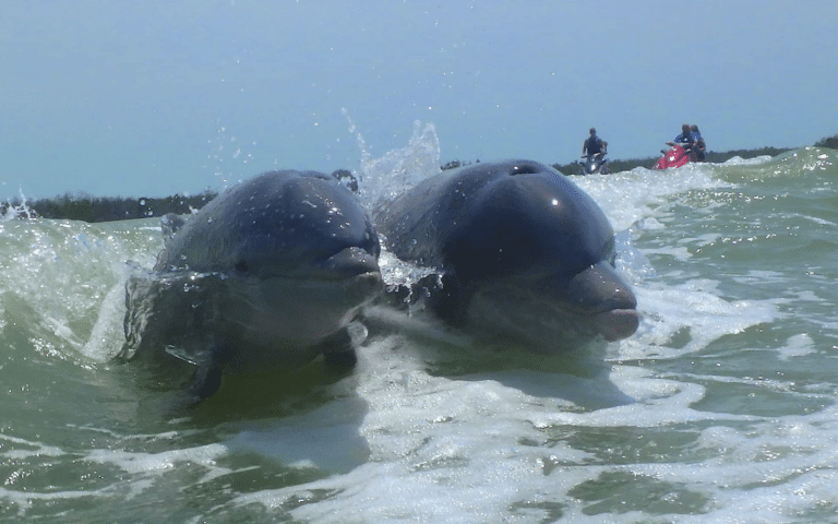 Two dolphins swimming in front of jet skis