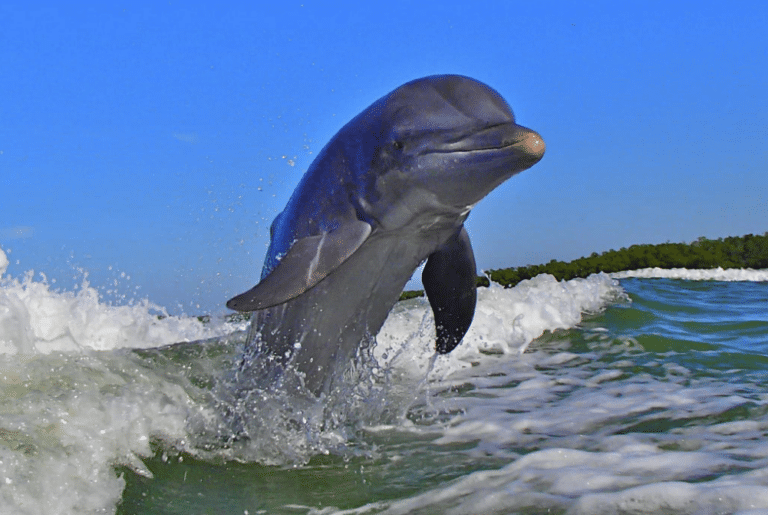 Dolphin jumping and riding a wave