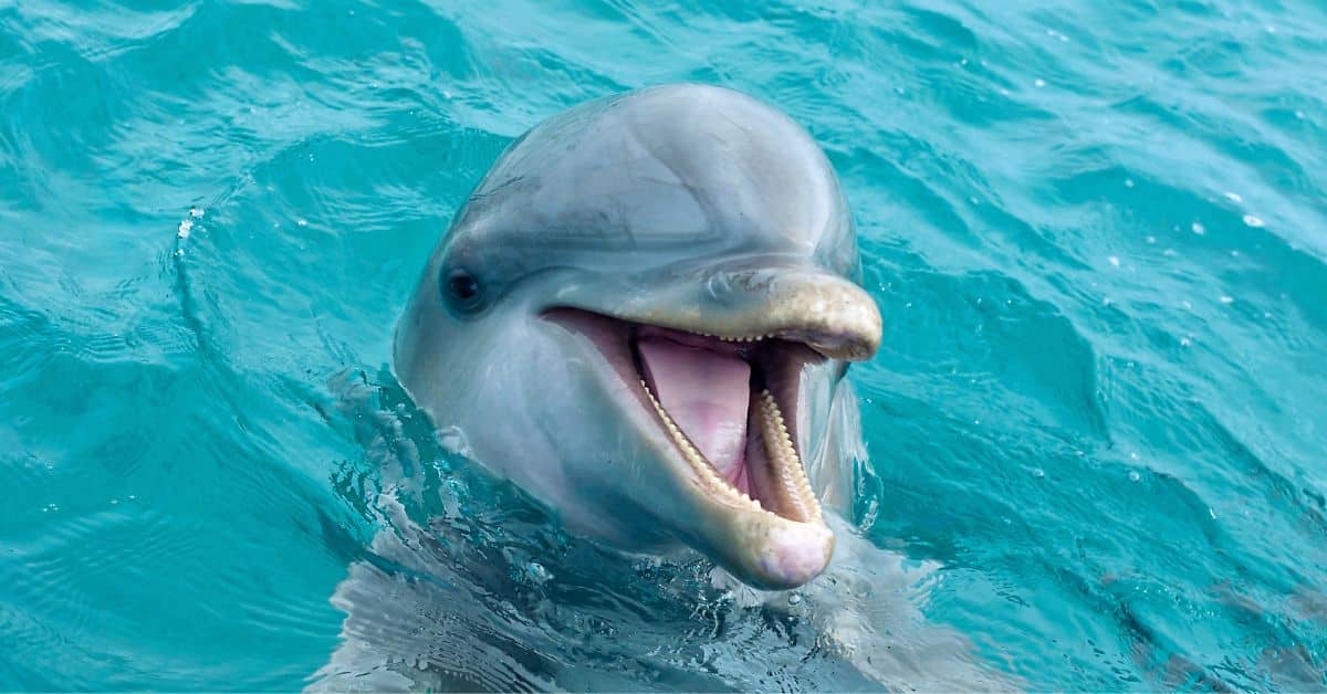 dolphin popping its head out of the water