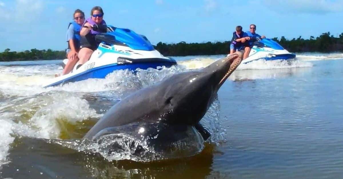 couples on jet skis watching a dolphin