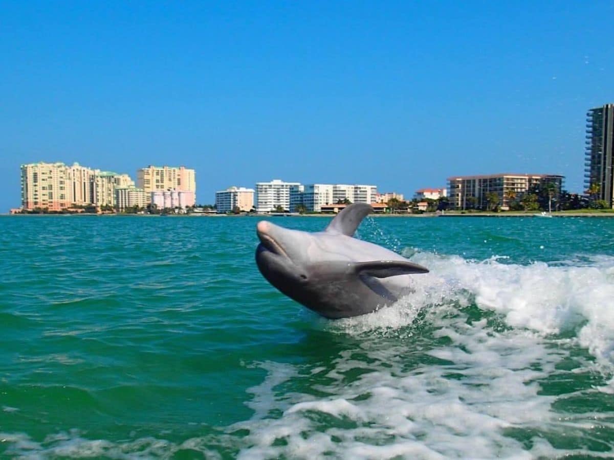 Dolphin jumping with Marco Island in the background